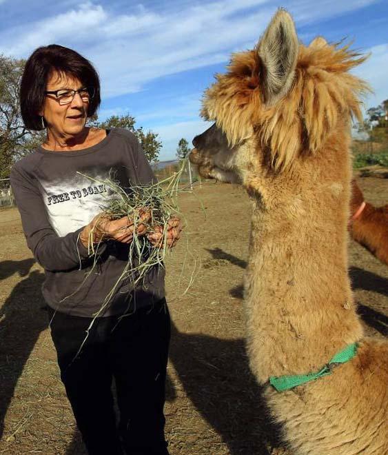 CarolWithLlama