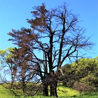 This centuries old oak tree at Pepperwood compressed