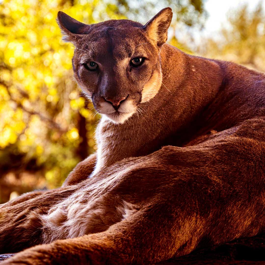 CA Mountain Lion