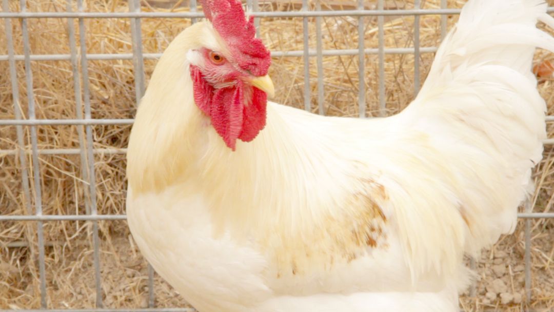 Down Home on the Zazu Farm