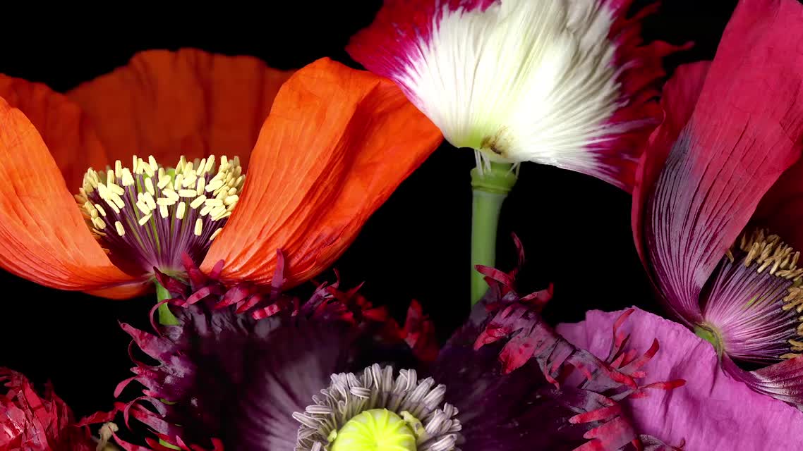 Sonoma Inspired: Peter Krohn