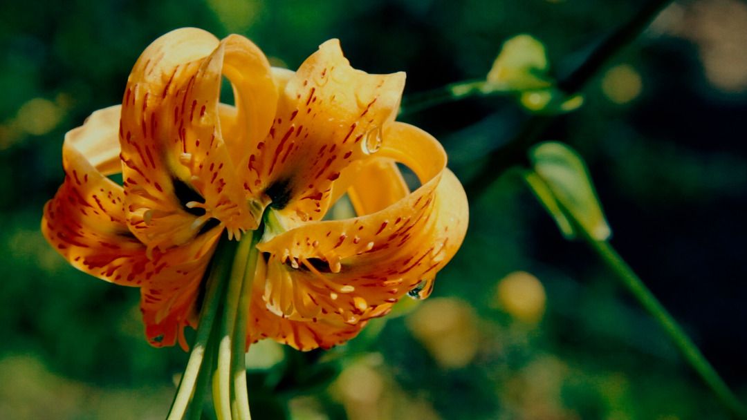 Educating the Next Generation: Quarryhill Botanical Garden