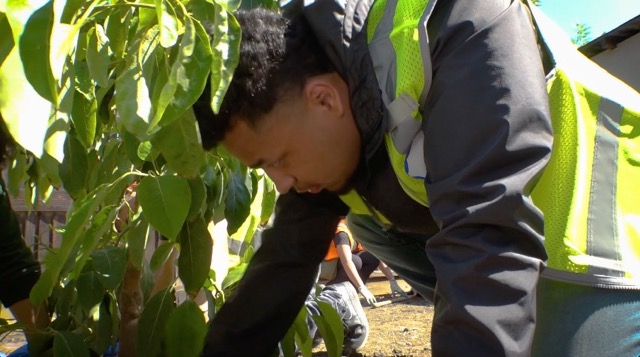 Bay Area Bountiful: Canopy