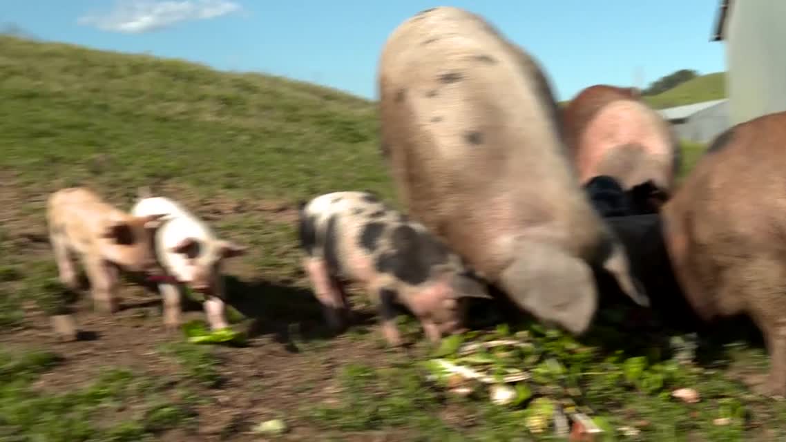 FarmShorts: Tara Firma Farms - Pigs