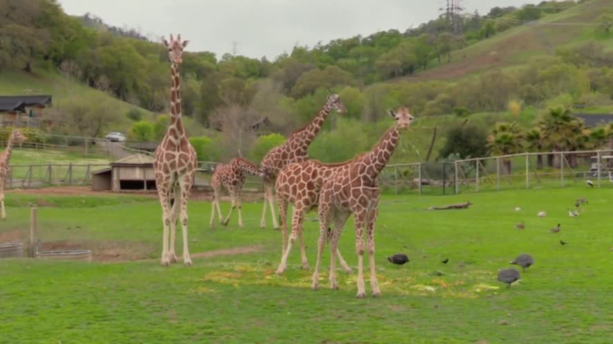 Bay Area Bountiful: COVID