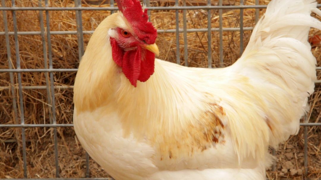 Chicken Roost: ZAZU Kitchen + Farm