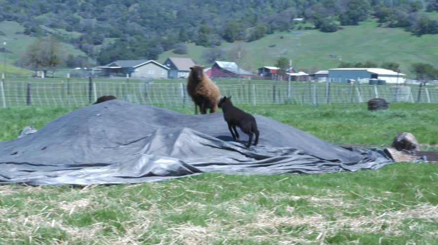 Counting Sheep Short Story