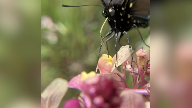 Pipevine Butterfly CritterCam